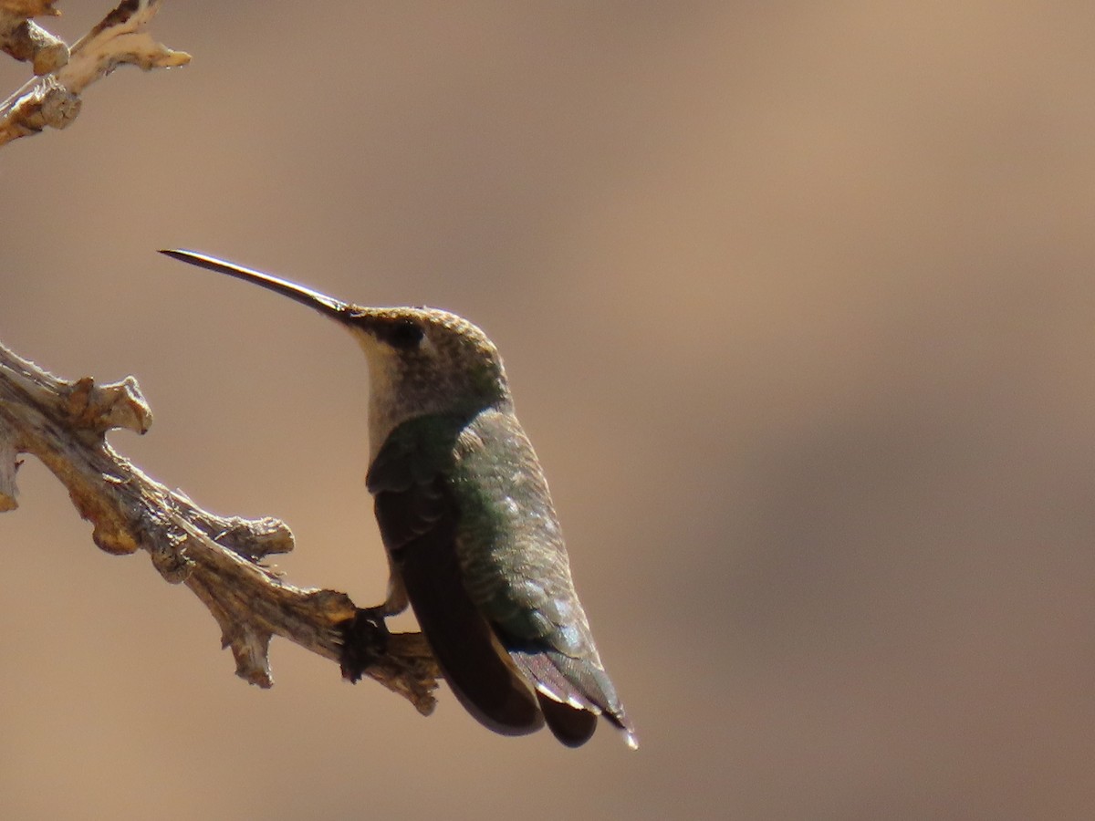 Black-chinned Hummingbird - ML641182364