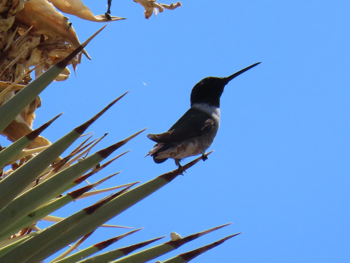 Black-chinned Hummingbird - ML641182367