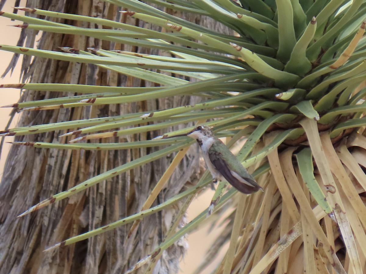 Black-chinned Hummingbird - ML641182417