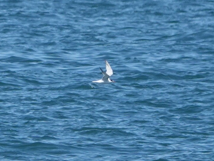 Common Tern (hirundo/tibetana) - ML641182425