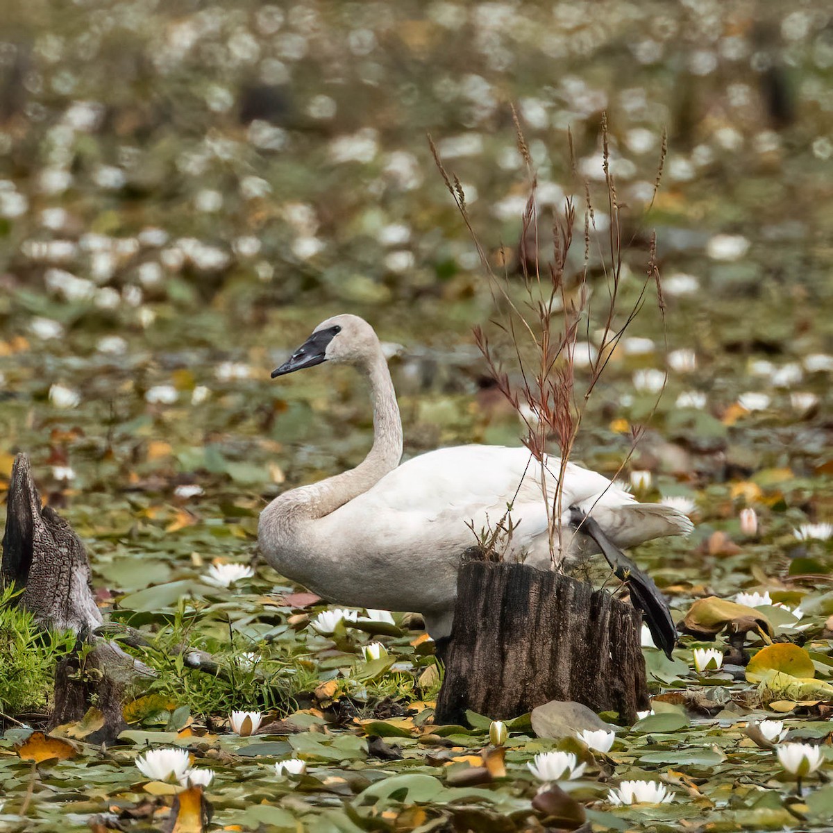 Trumpeter Swan - ML641182439