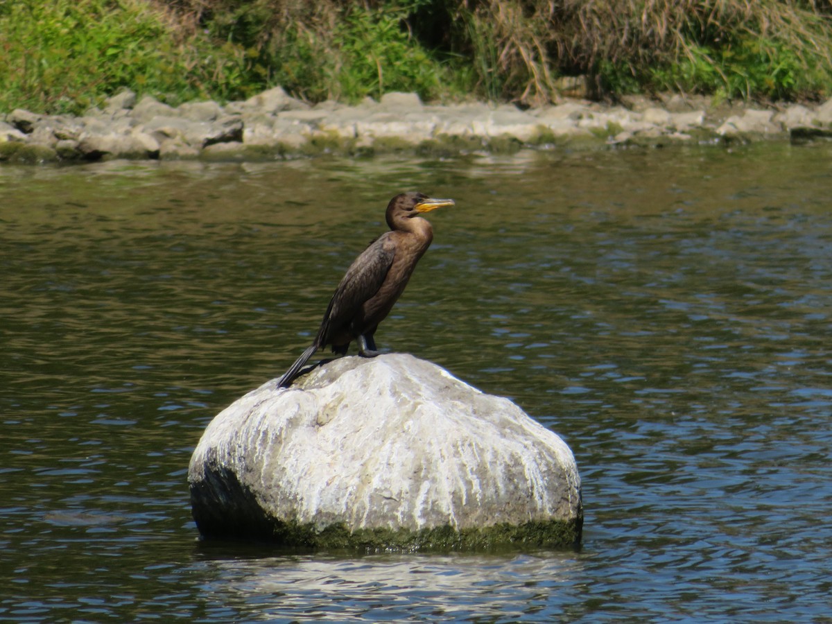 Double-crested Cormorant - ML641182465