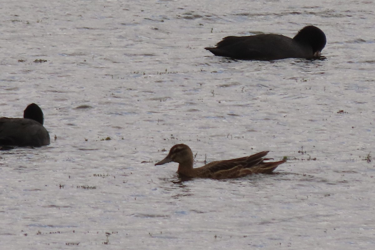 Garganey - ML641182483