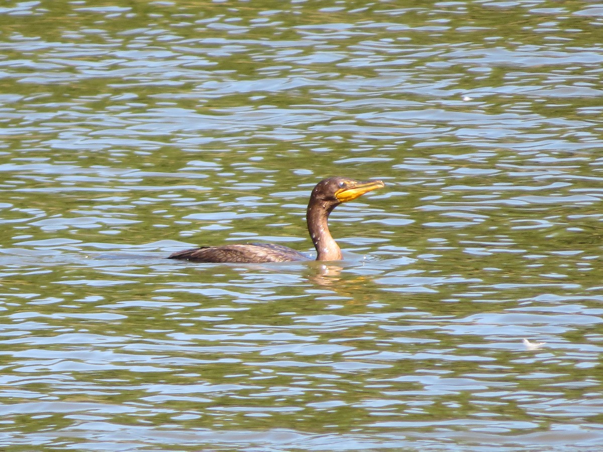 Double-crested Cormorant - ML641182497