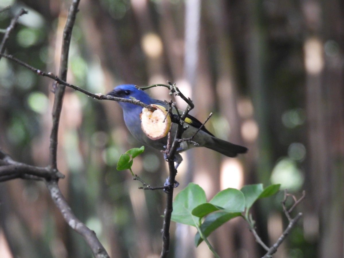 Yellow-winged Tanager - ML641182511