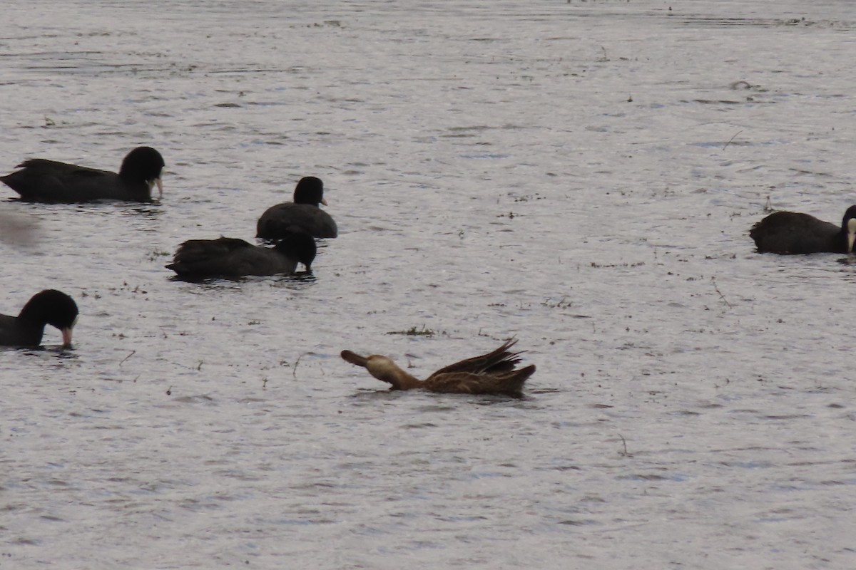 Garganey - ML641182514