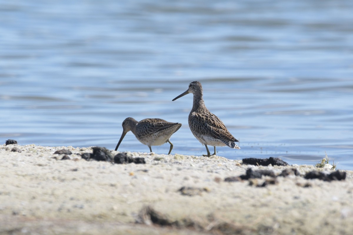 Short-billed Dowitcher - ML641182571