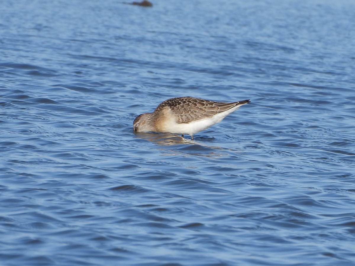 Curlew Sandpiper - ML641182593