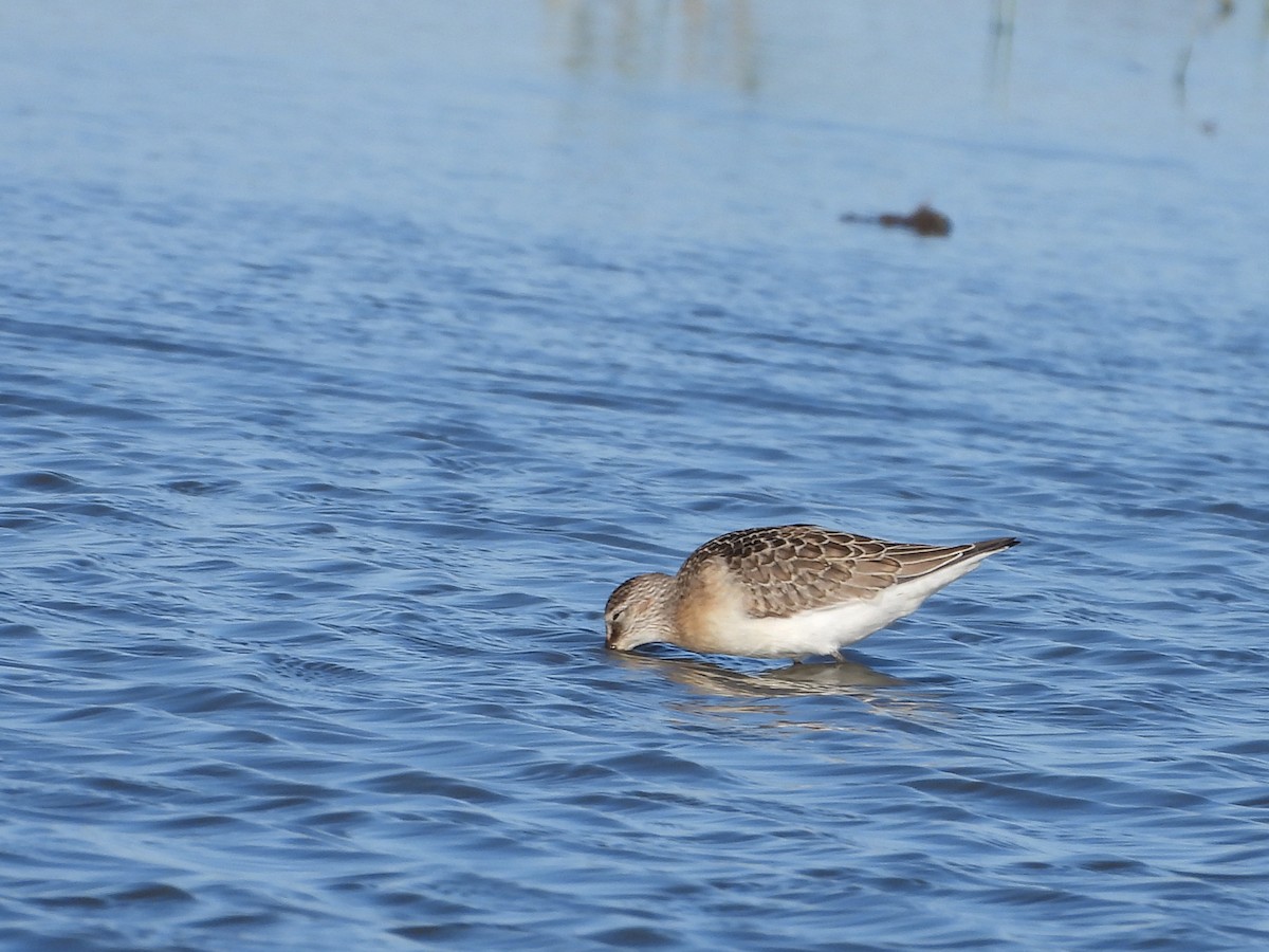 Curlew Sandpiper - ML641182594