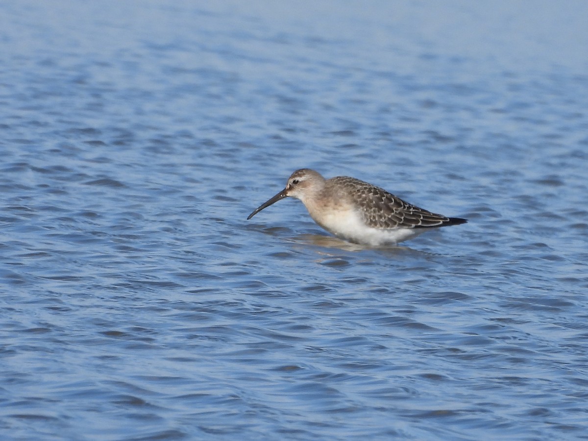 Curlew Sandpiper - ML641182595