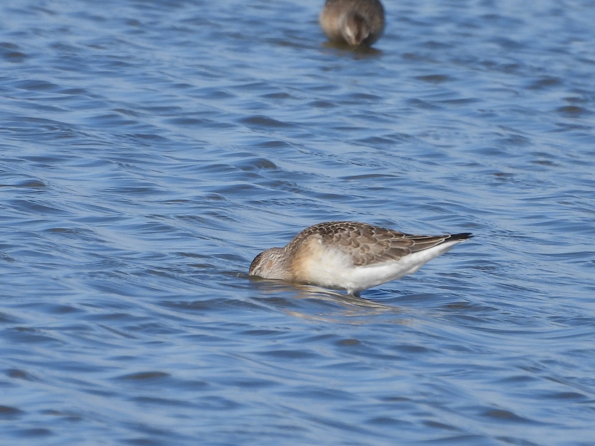Curlew Sandpiper - ML641182596