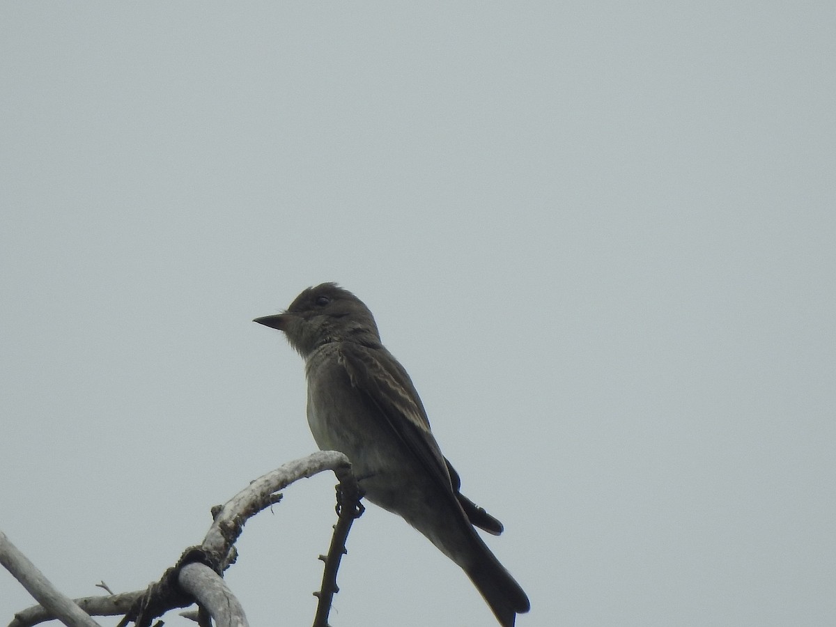 Western Wood-Pewee - ML641182605