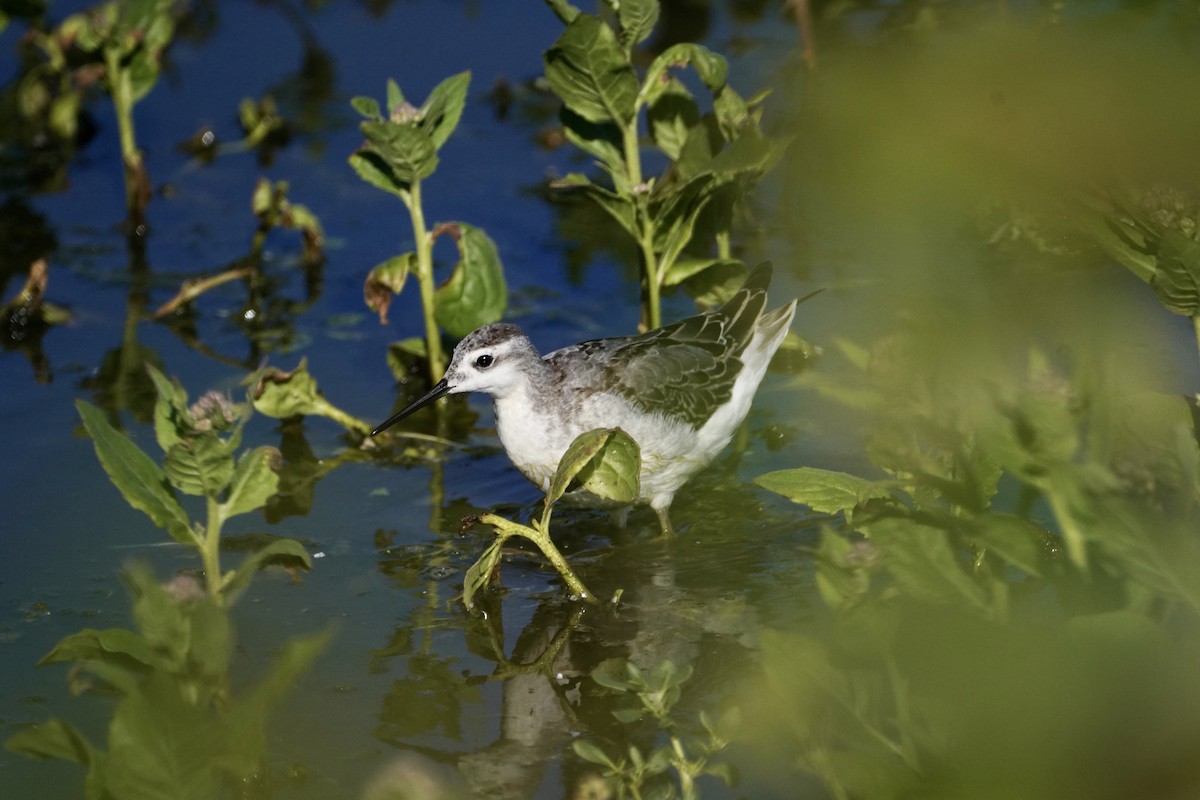Wilson's Phalarope - ML641182617