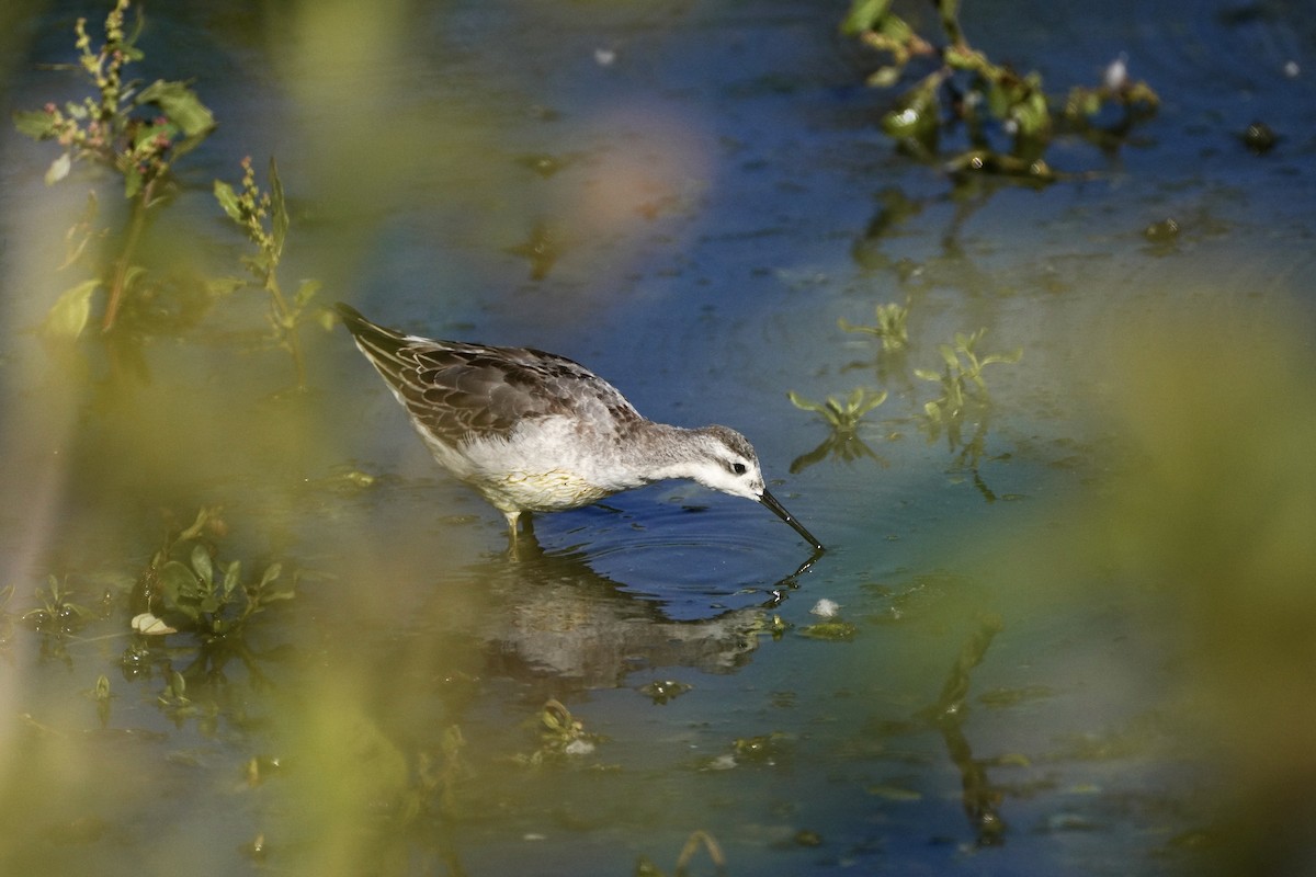 Wilson's Phalarope - ML641182626