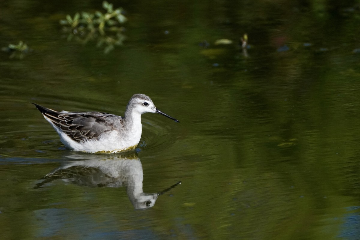 Wilson's Phalarope - ML641182638