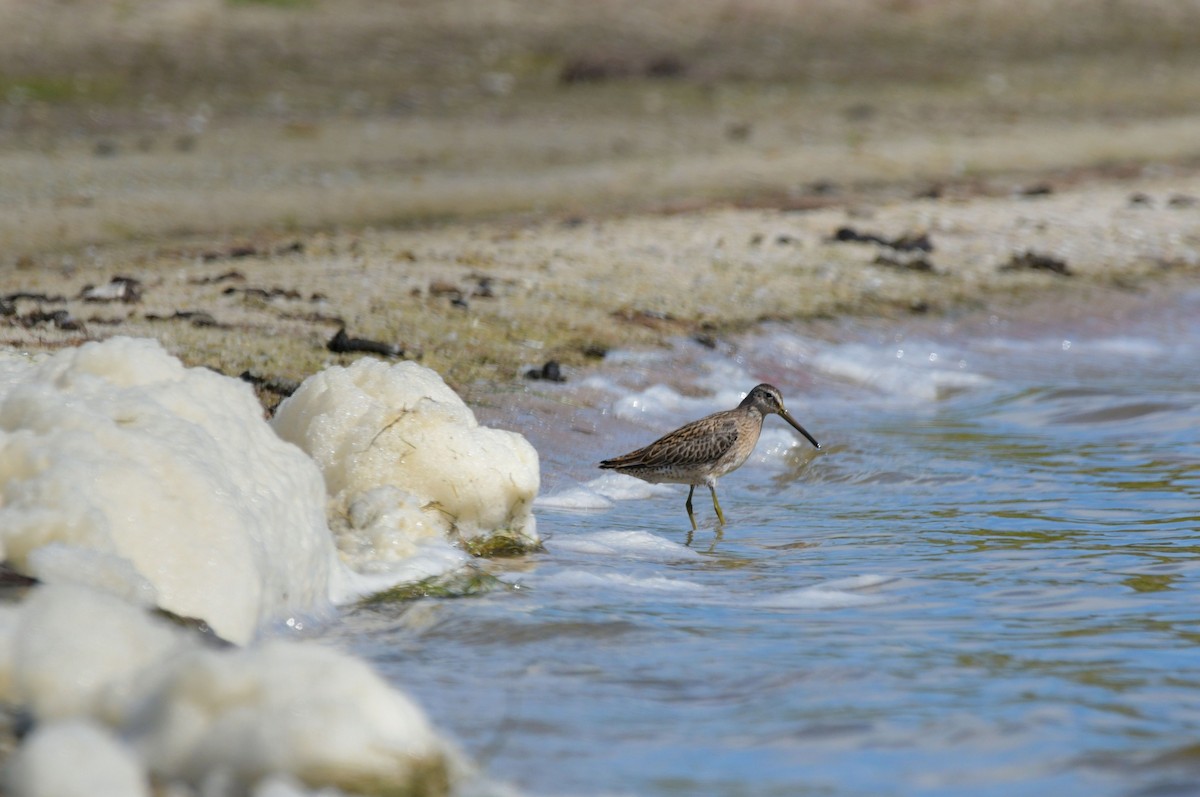 Short-billed Dowitcher - ML641182661