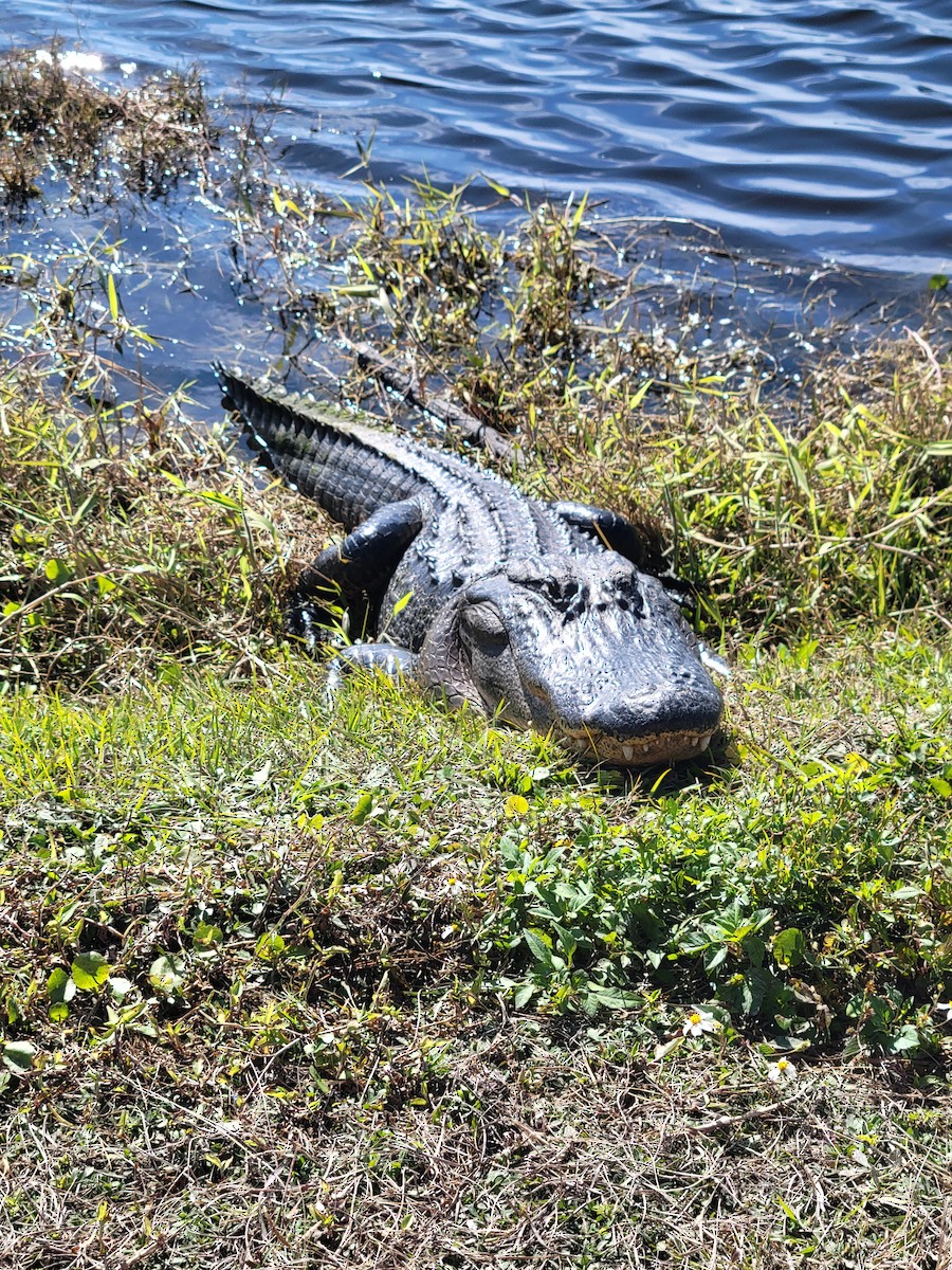 Animals - ML641182691