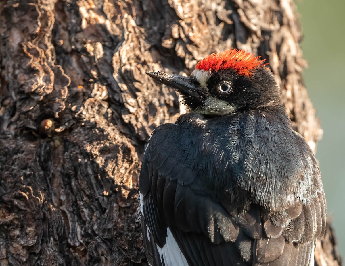 Acorn Woodpecker - ML641182697
