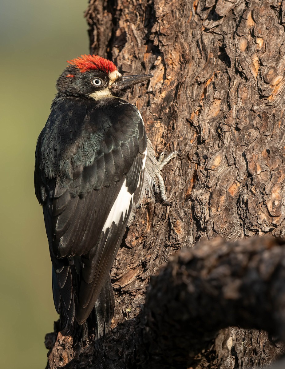 Acorn Woodpecker - ML641182698