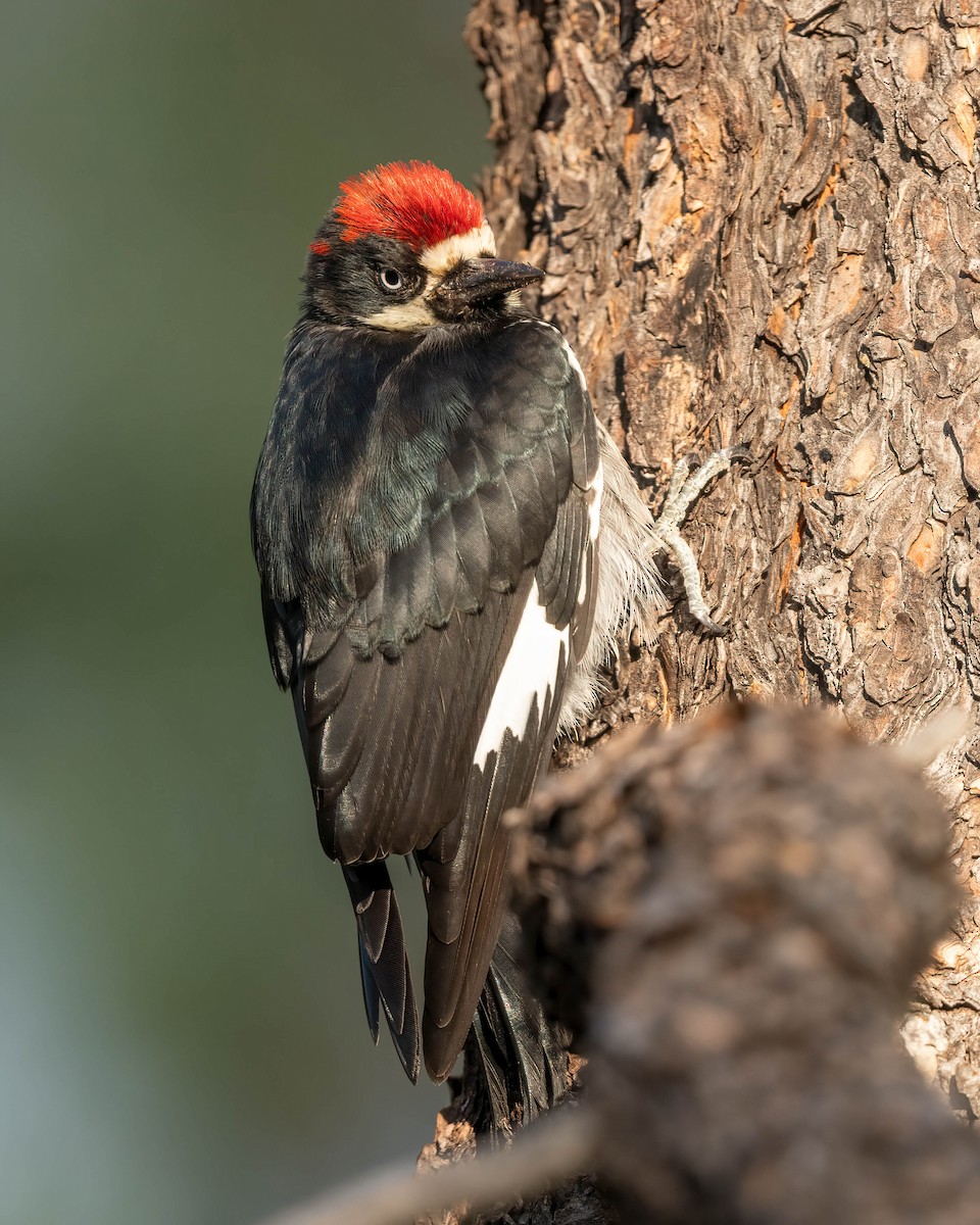 Acorn Woodpecker - ML641182699
