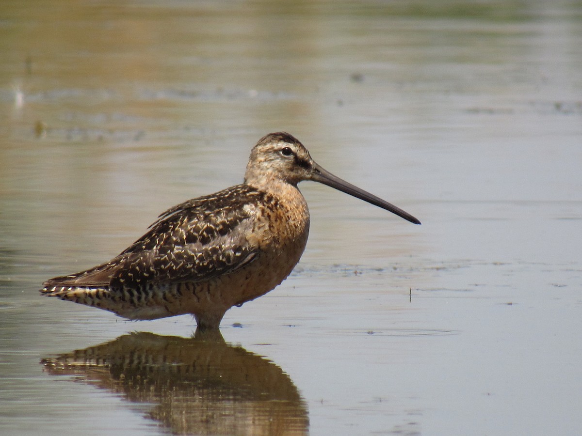 langnebbekkasinsnipe - ML64118271