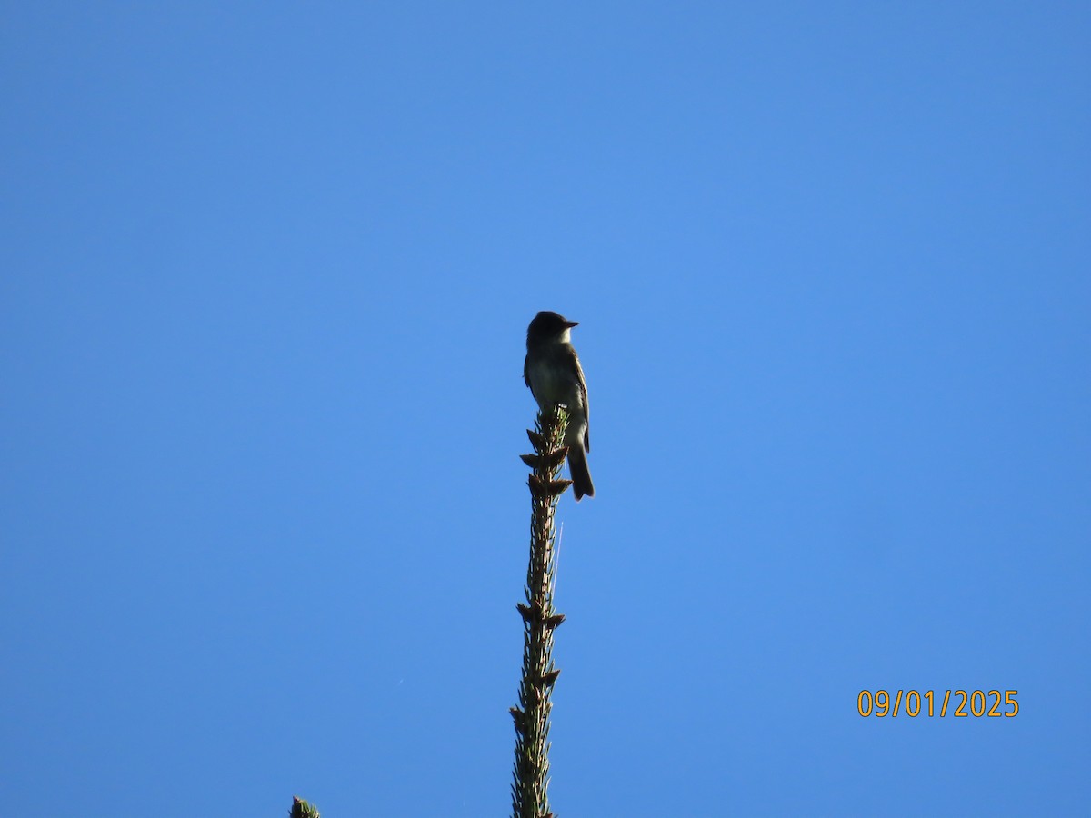 モリタイランチョウ - ML641182790