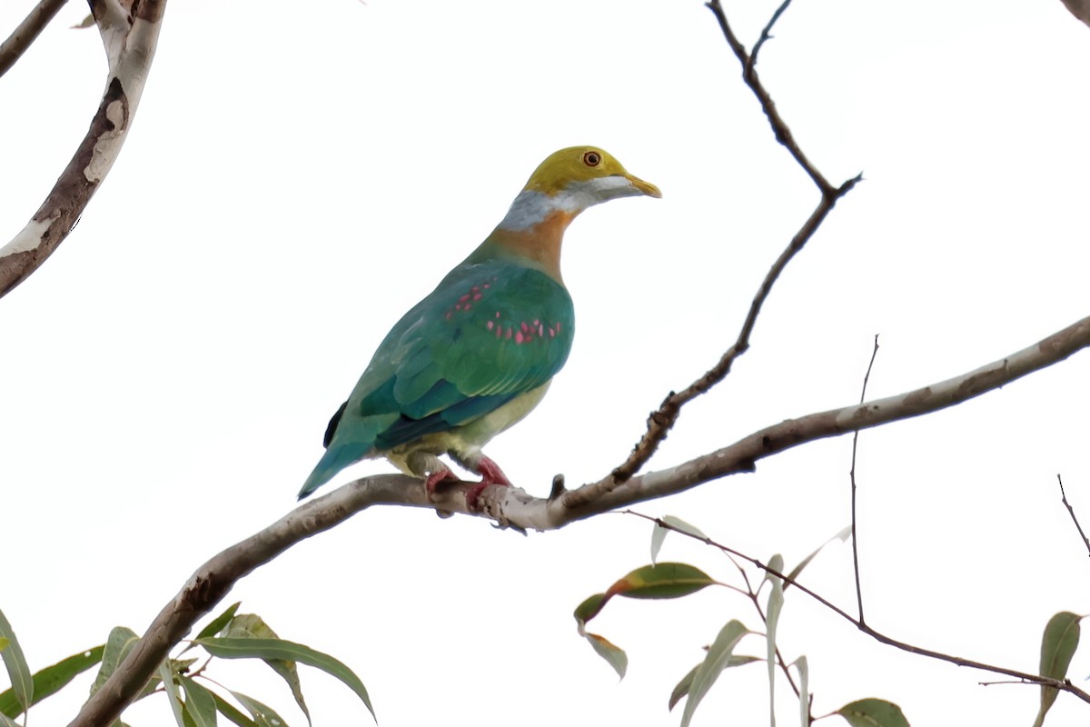 Pink-spotted Fruit-Dove - ML641182791