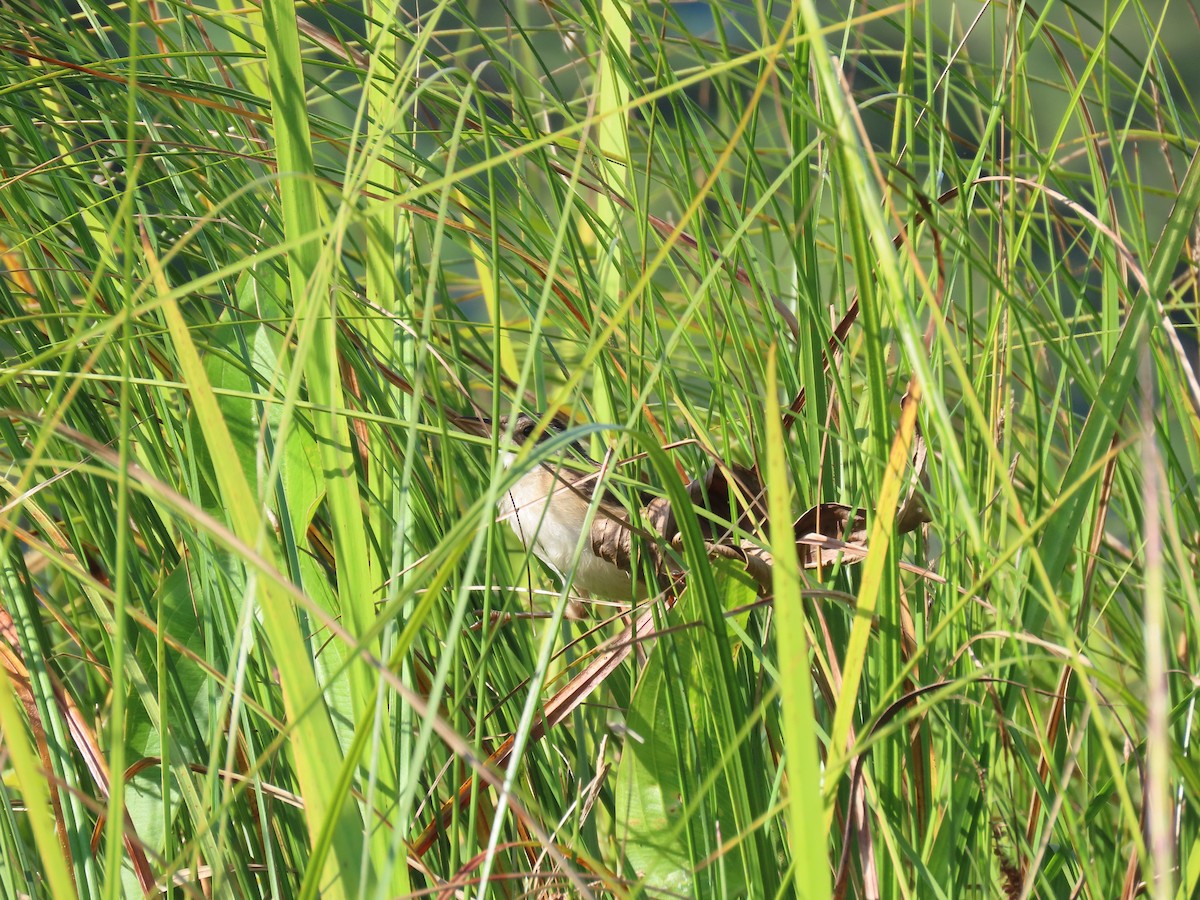 Marsh Wren - ML641182795
