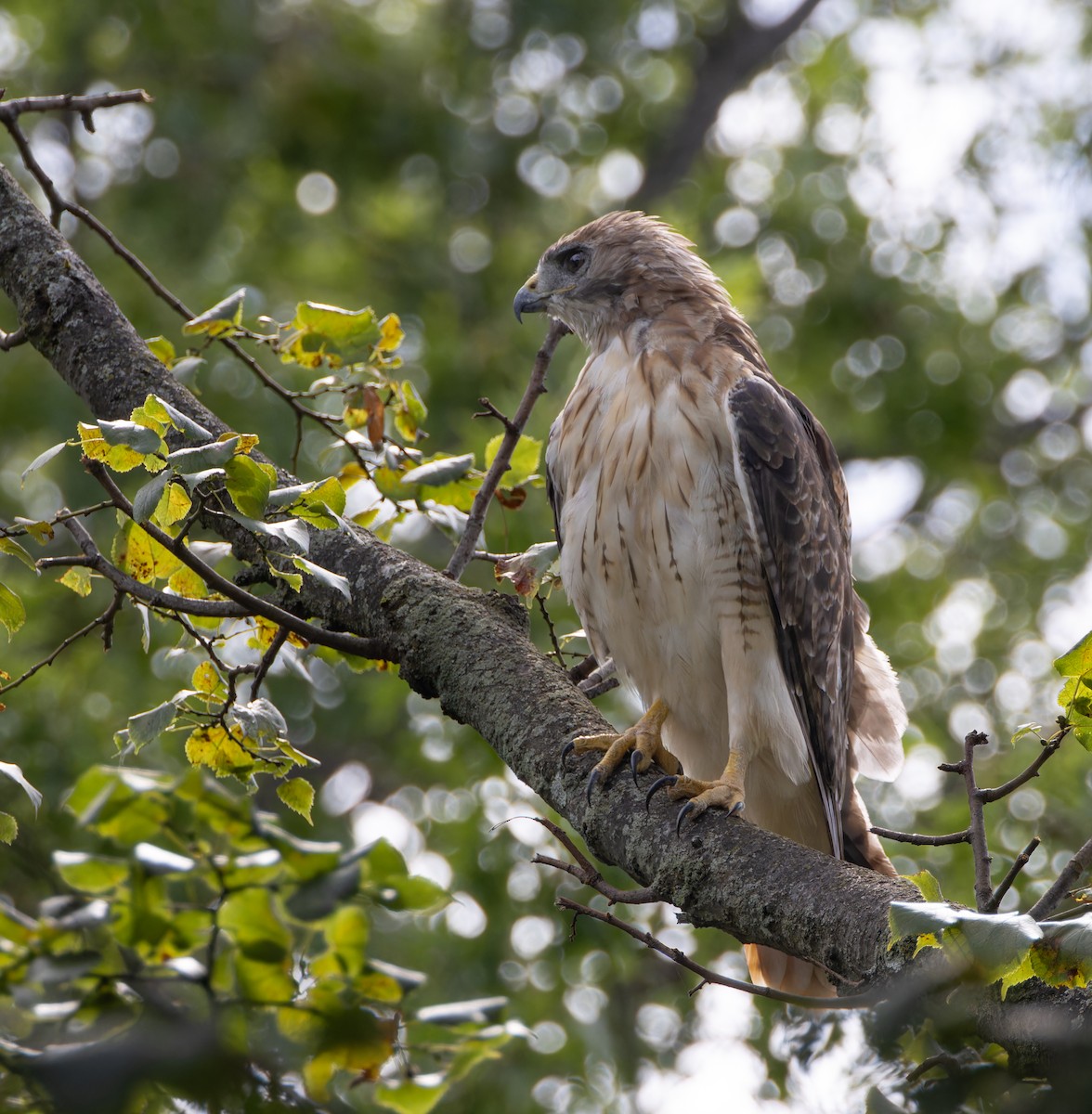 Red-tailed Hawk - ML641182800