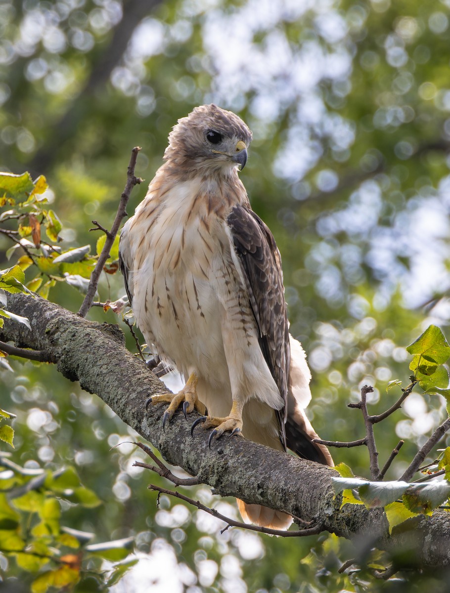Red-tailed Hawk - ML641182801