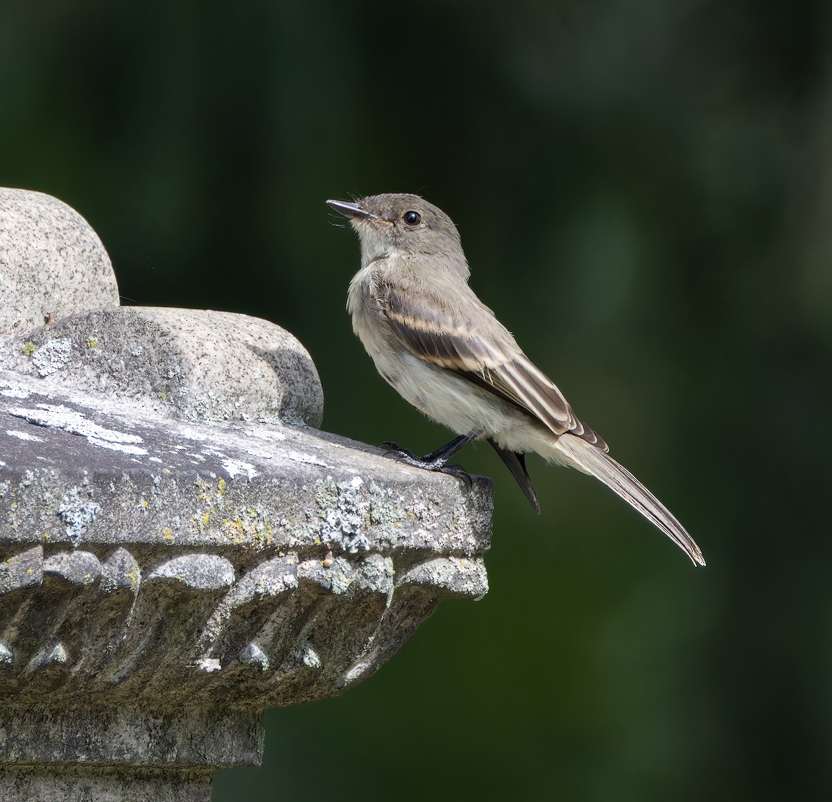 Eastern Phoebe - ML641182809