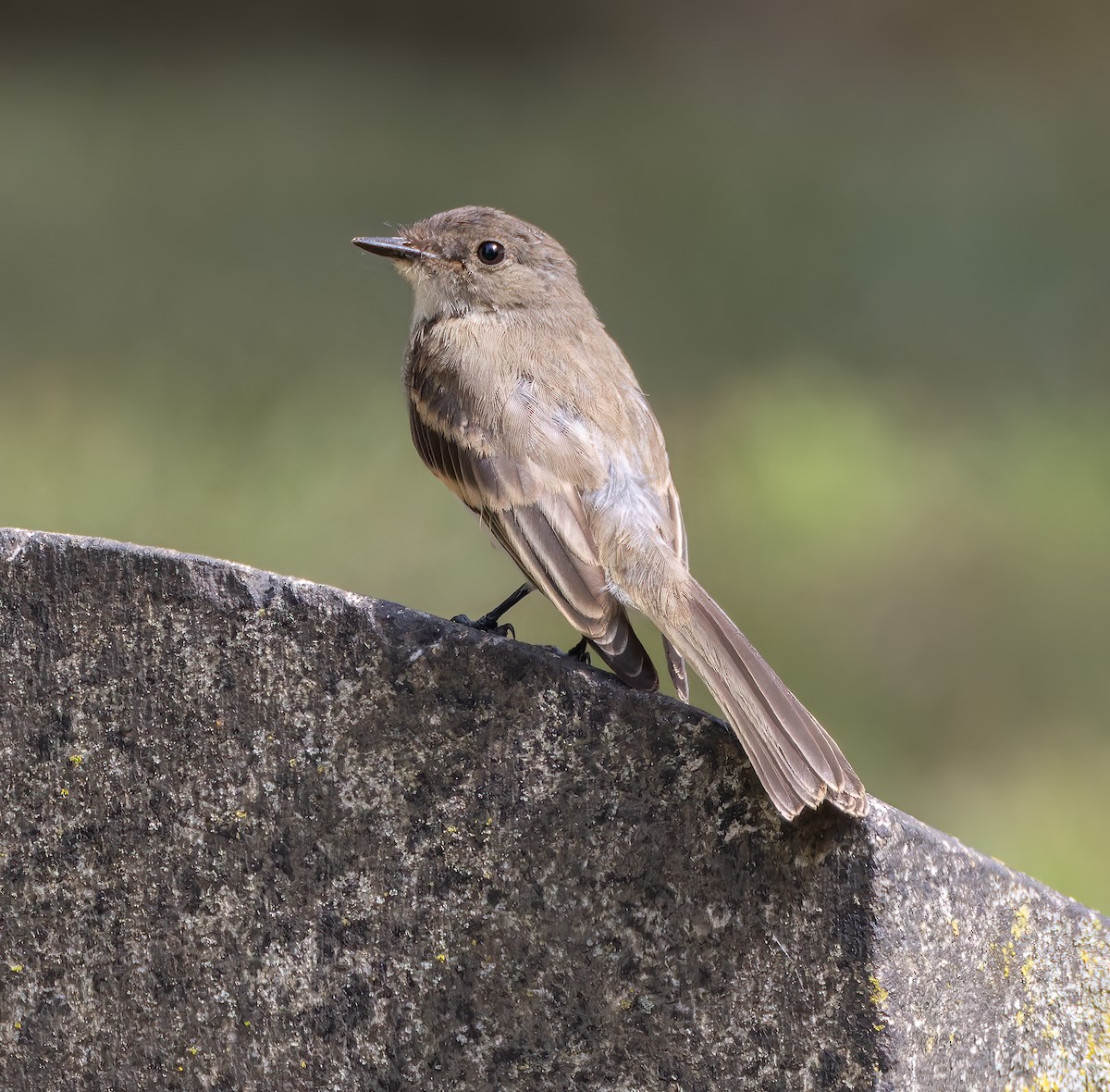 Eastern Phoebe - ML641182810