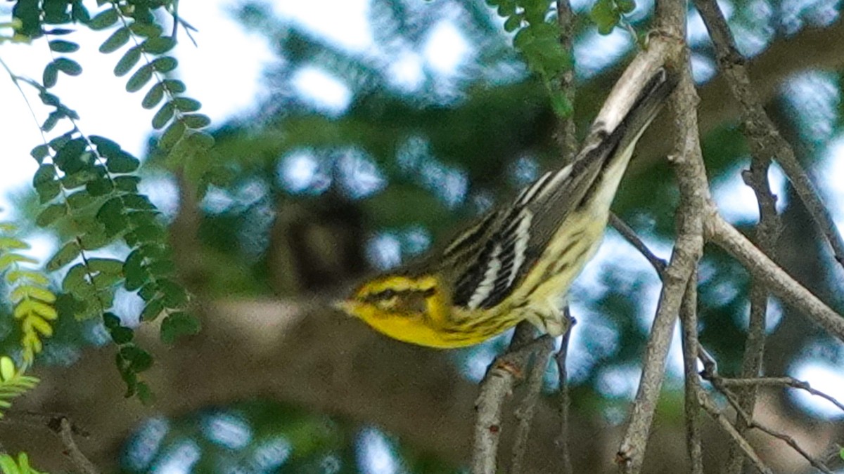 Blackburnian Warbler - ML641182816