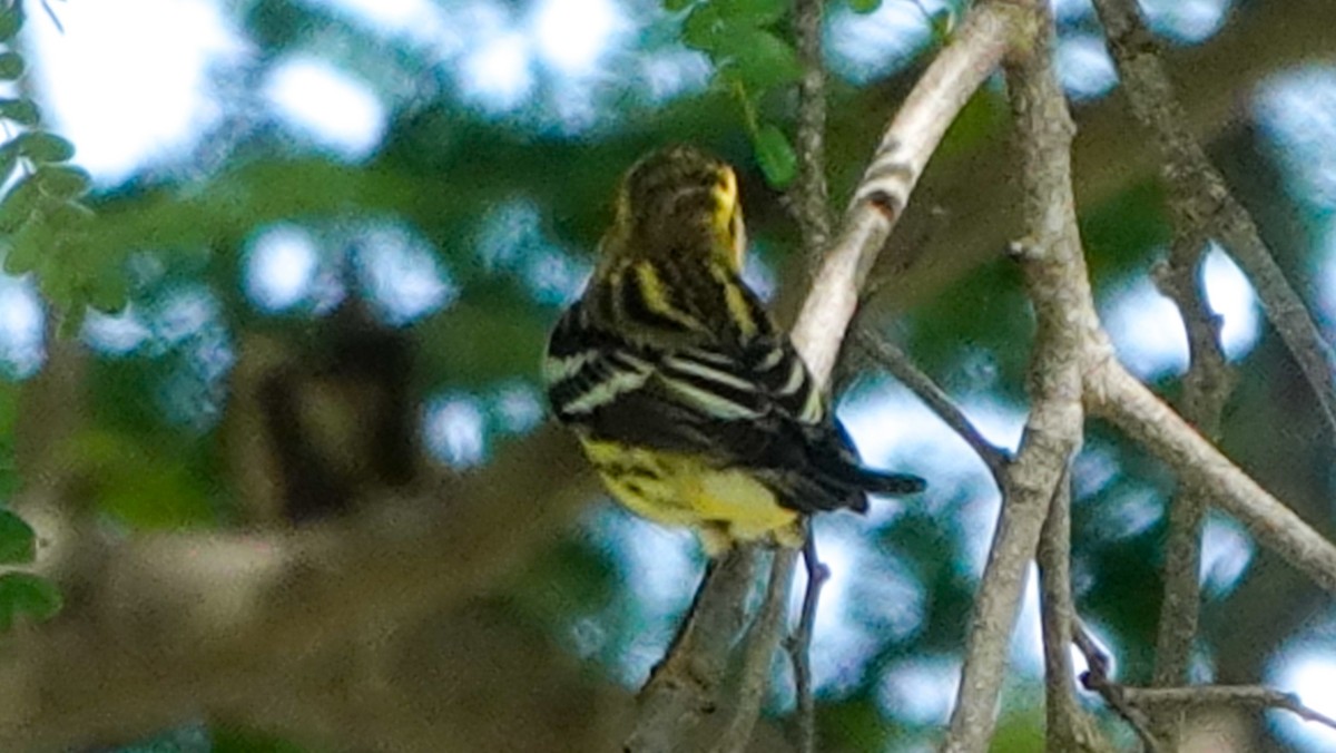 Blackburnian Warbler - ML641182817