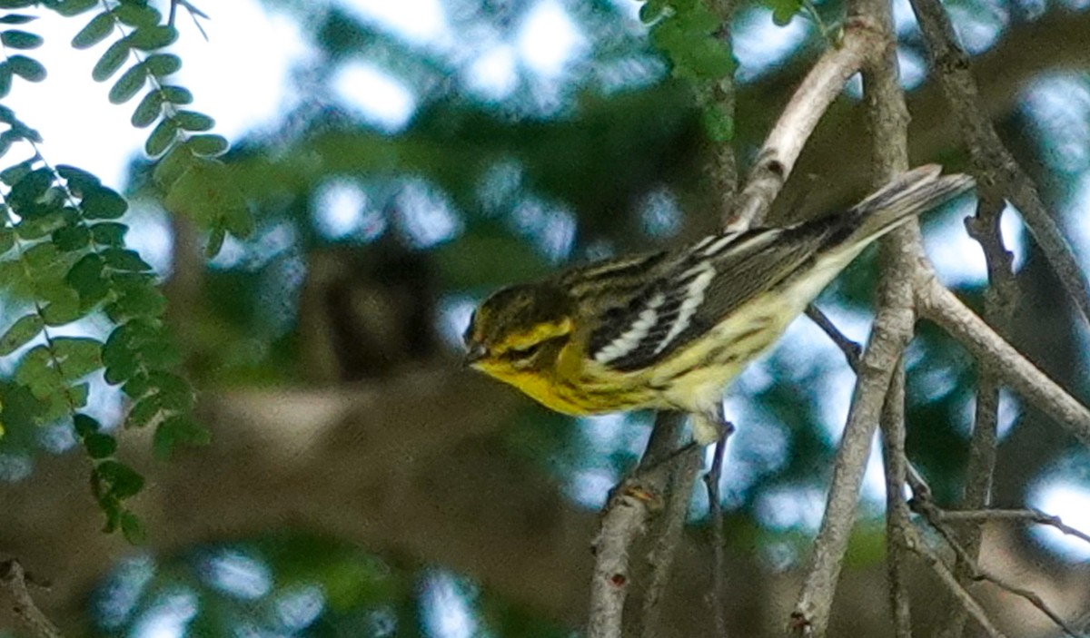 Blackburnian Warbler - ML641182818