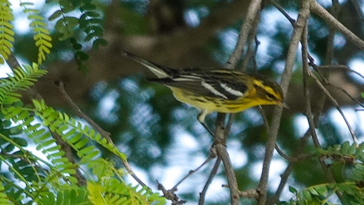 Blackburnian Warbler - ML641182819