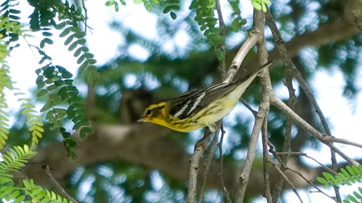 Blackburnian Warbler - ML641182820