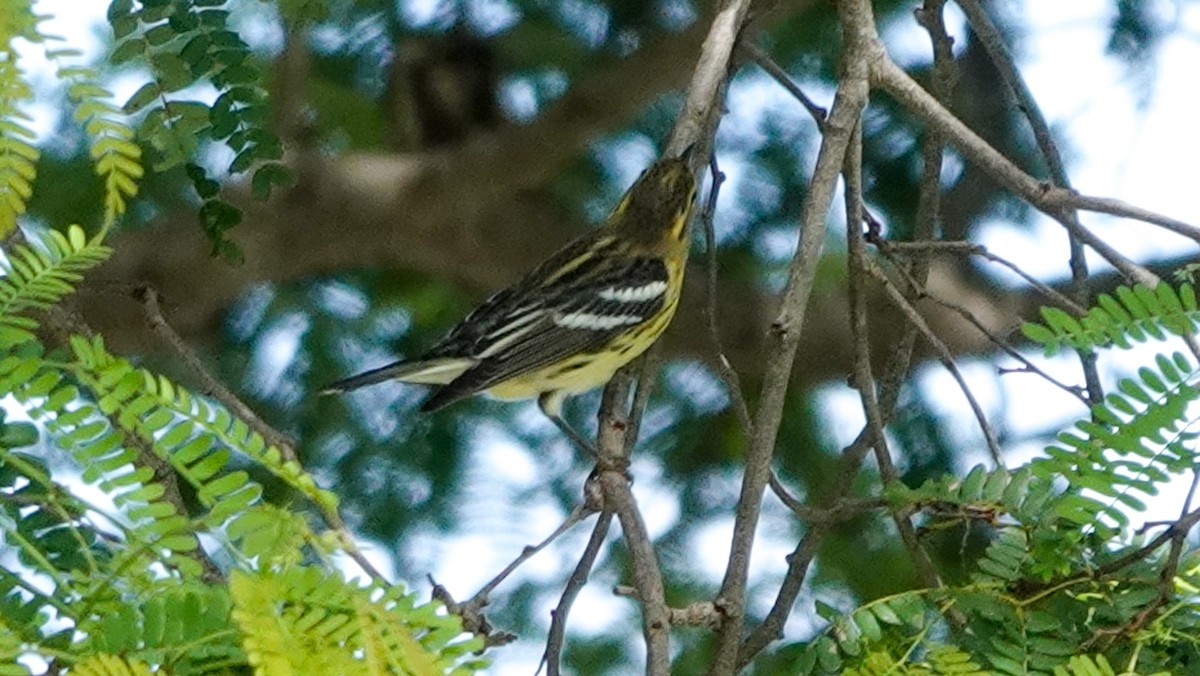 Blackburnian Warbler - ML641182821