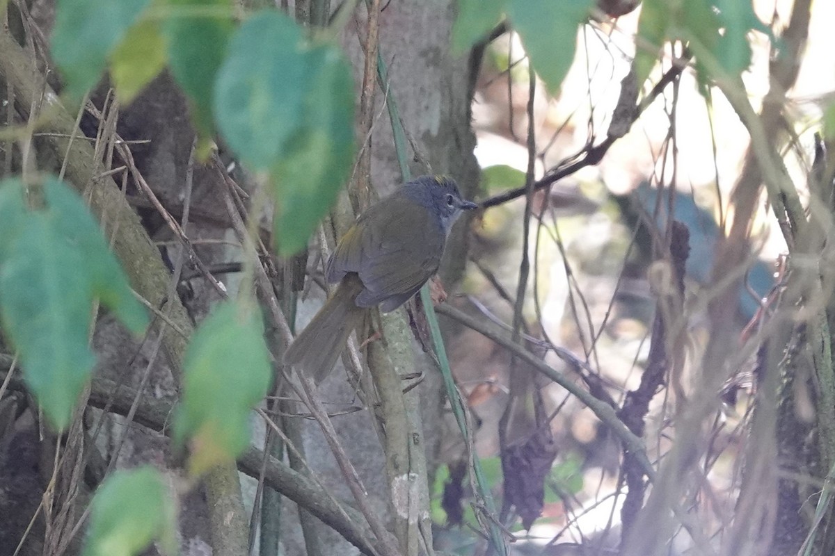 Gray-throated Warbler - ML641182823