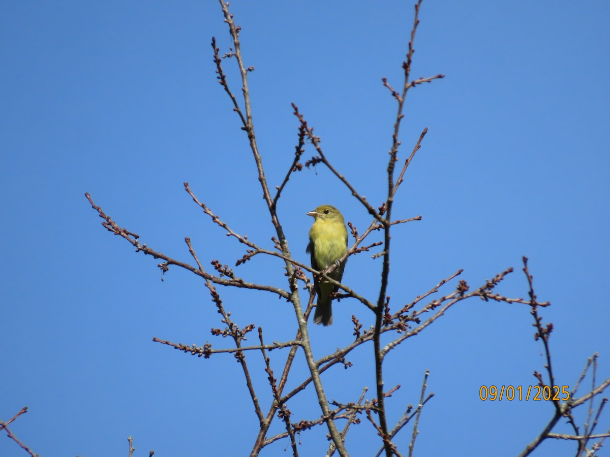 アカフウキンチョウ - ML641182827