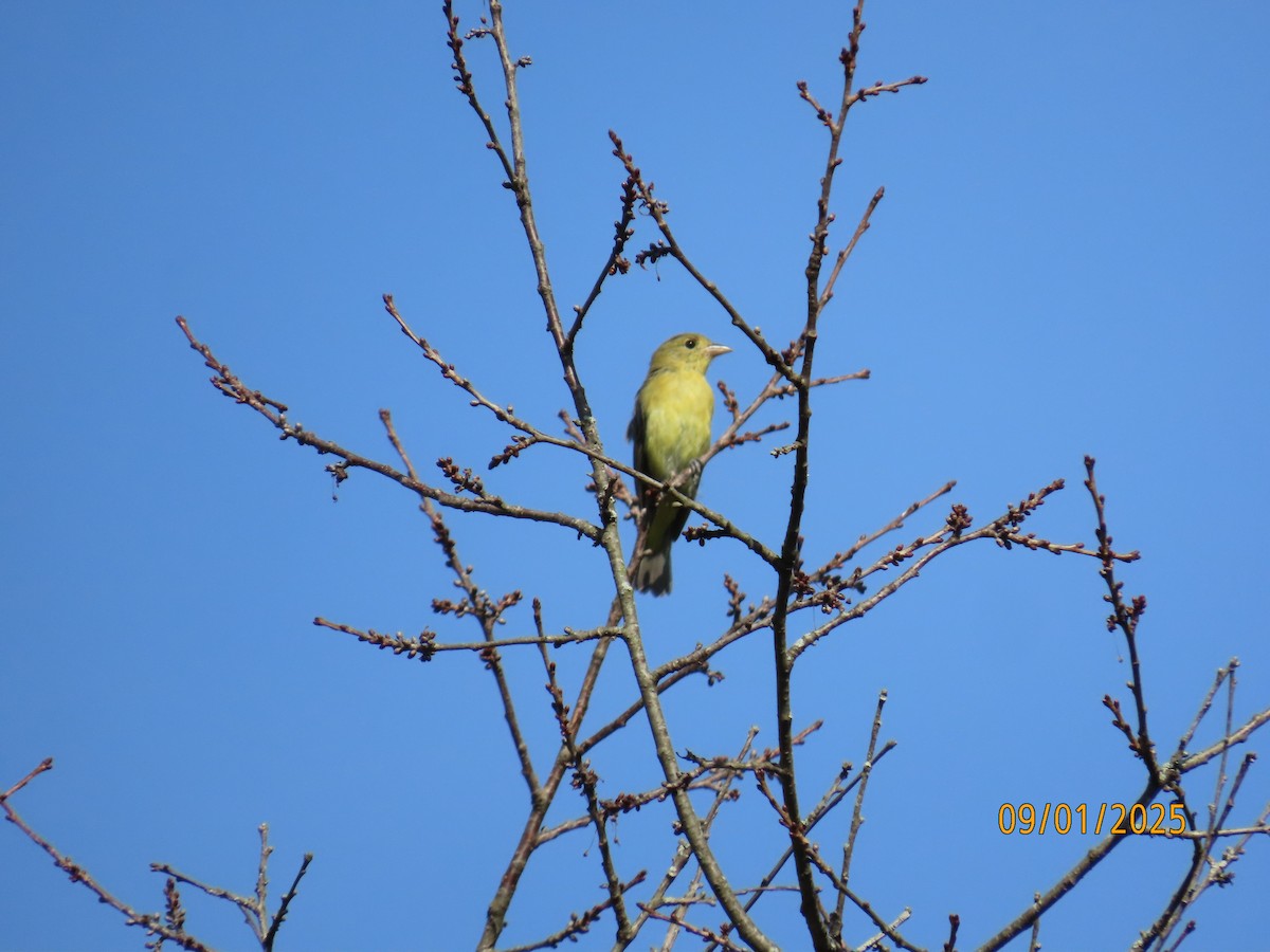 アカフウキンチョウ - ML641182833