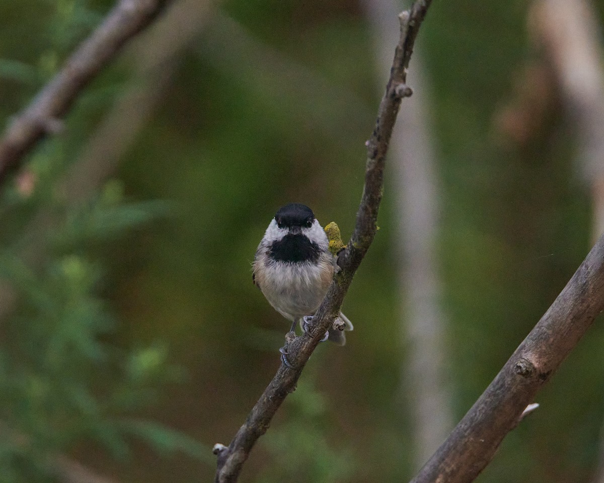 Carolina Chickadee - ML641182841