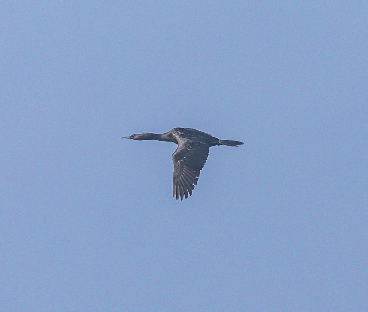 Pelagic Cormorant - ML641182844