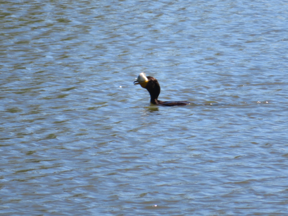 Double-crested Cormorant - ML641182846