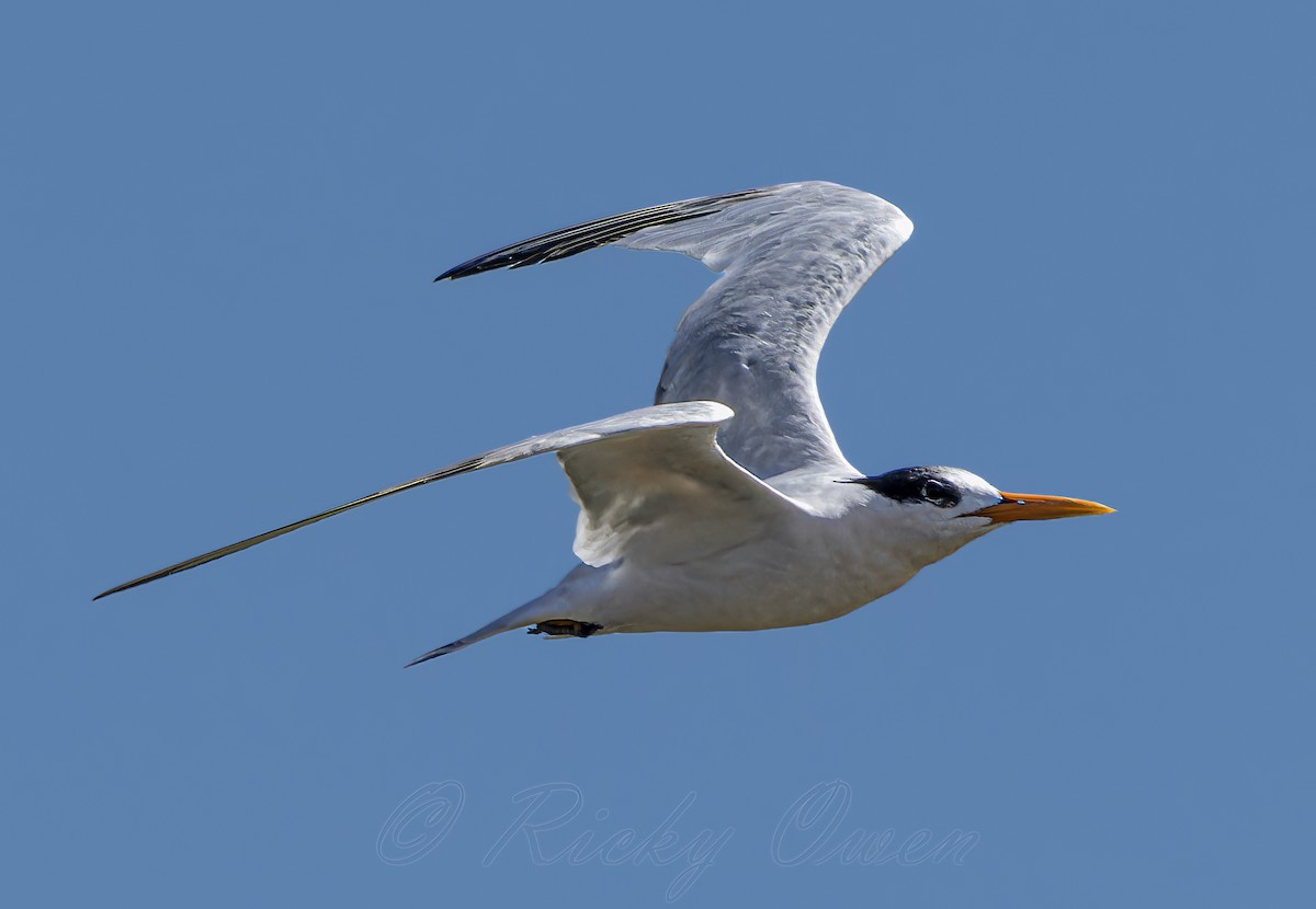 Elegant Tern - ML641182847