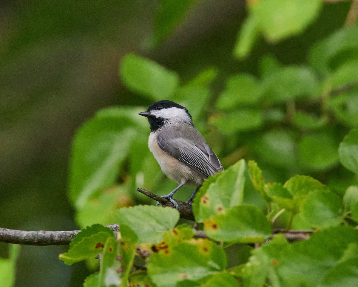Carolina Chickadee - ML641182854