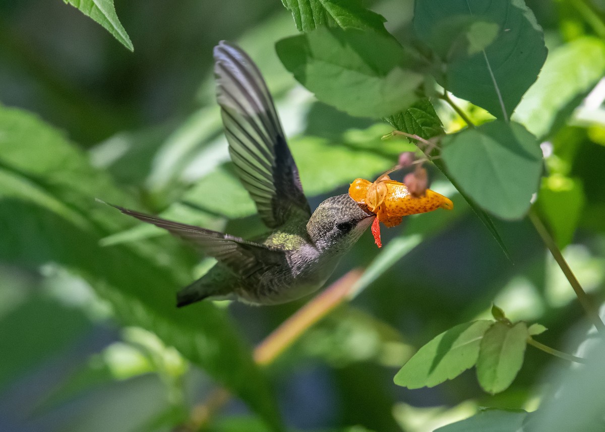 rubinstrupekolibri - ML641182868