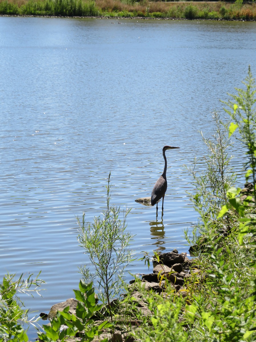 Great Blue Heron - ML641182870