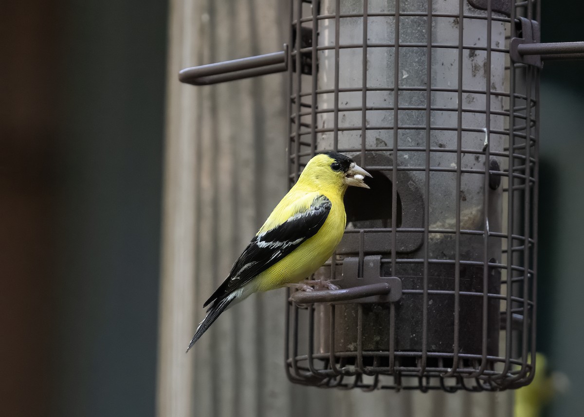 gulstillits - ML641182892