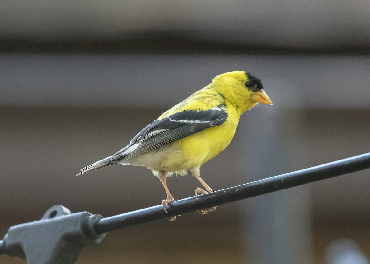 gulstillits - ML641182893